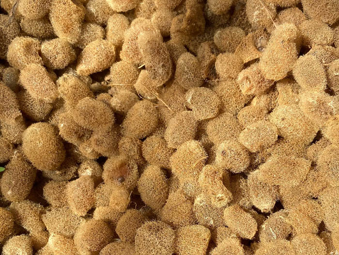 壹号娱乐APP卵茧