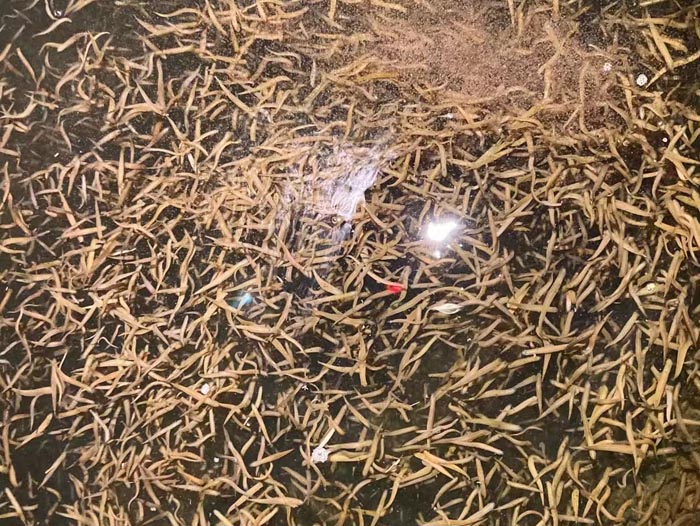 壹号娱乐APP卵茧