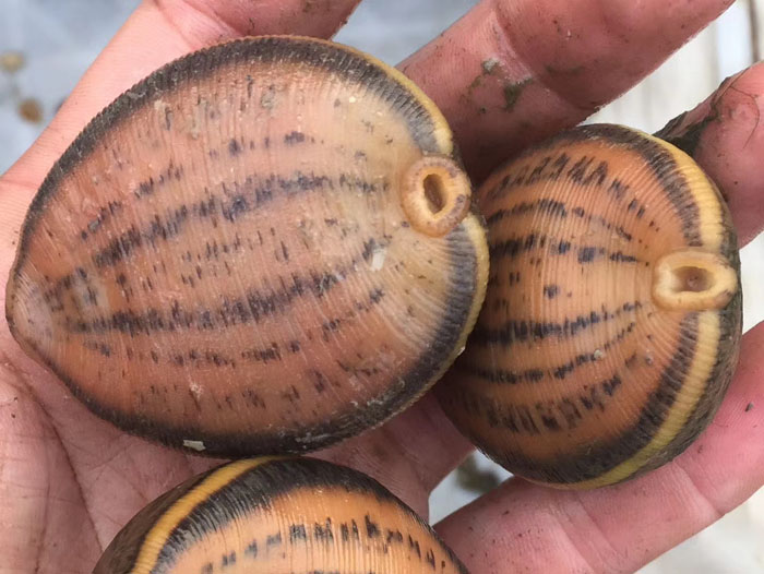 壹号娱乐APP小苗