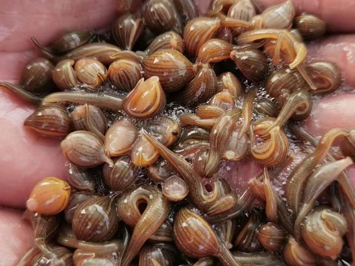 壹号娱乐APP小苗