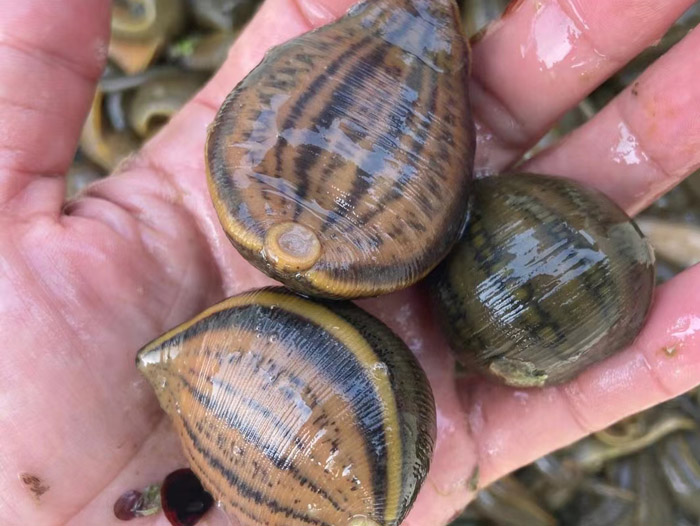 壹号娱乐APP小苗