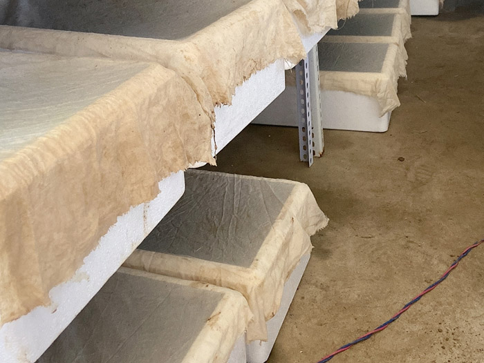 壹号娱乐APP小苗