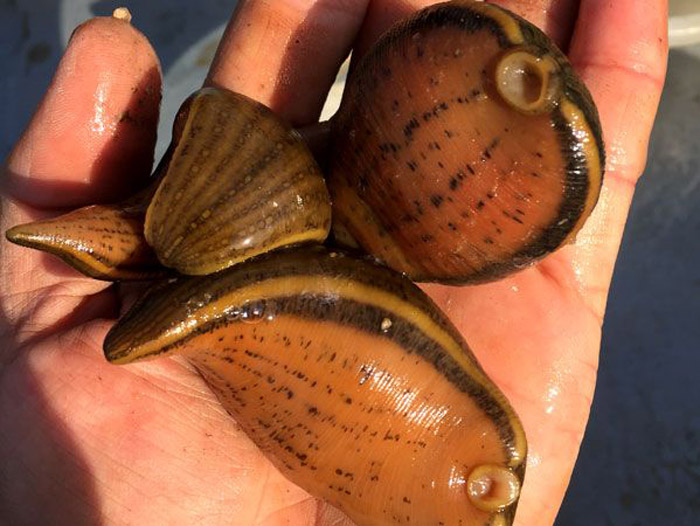 壹号娱乐APP小苗