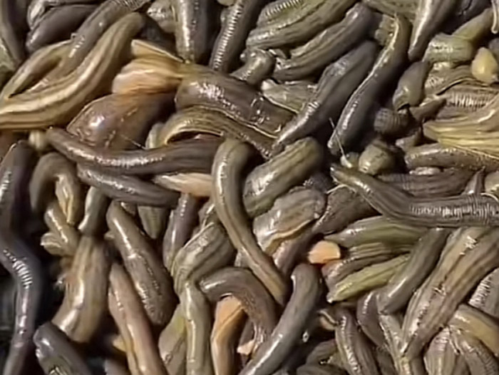 壹号娱乐APP小苗