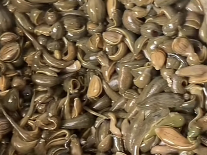 壹号娱乐APP小苗