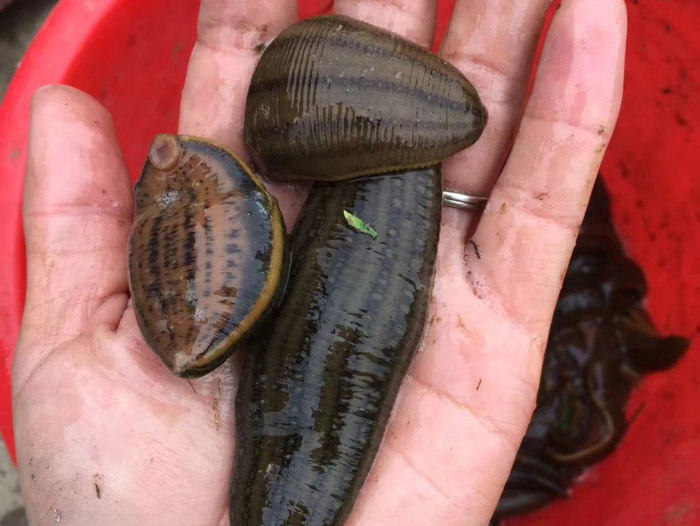 壹号娱乐APP成苗