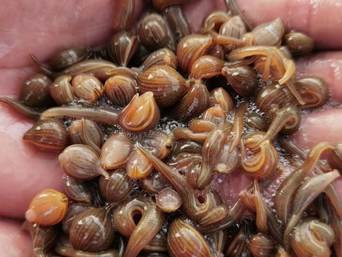 壹号娱乐APP成苗