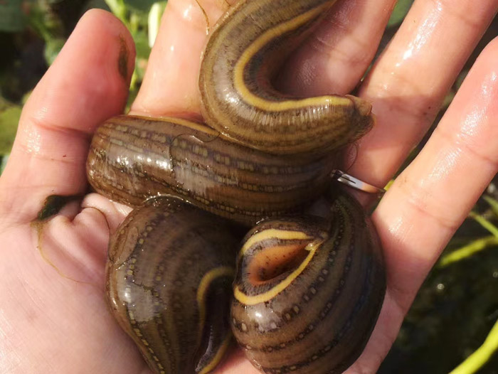 壹号娱乐APP成苗