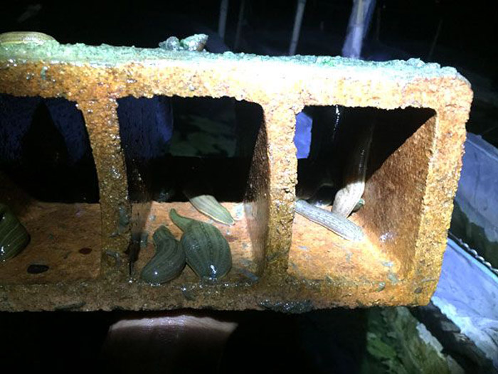 壹号娱乐APP成苗