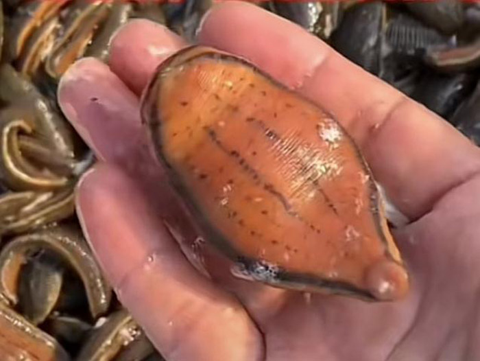 壹号娱乐APP成苗