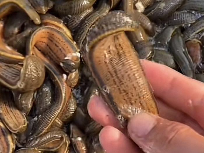 壹号娱乐APP成苗