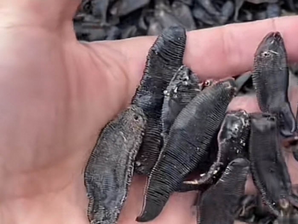 壹号娱乐APP成品