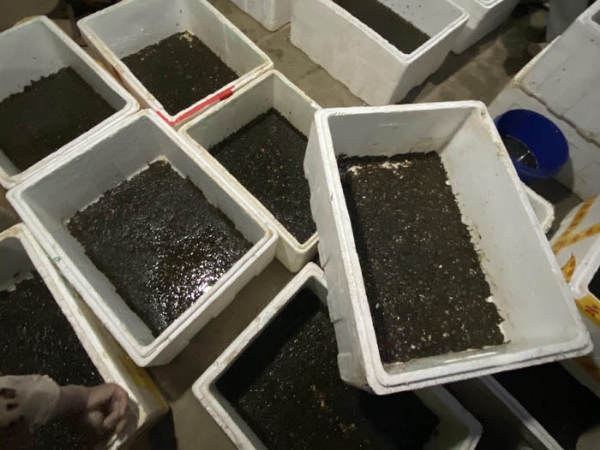 壹号娱乐APP卵茧