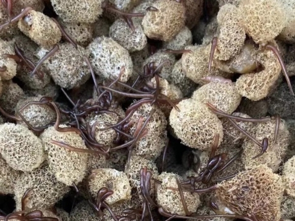 壹号娱乐APP卵茧