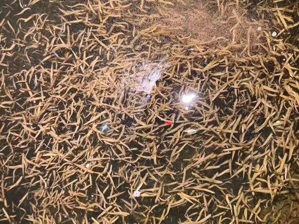 壹号娱乐APP卵茧