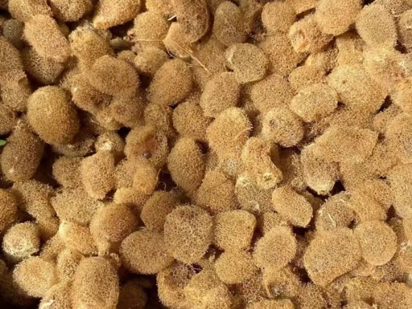 壹号娱乐APP卵茧