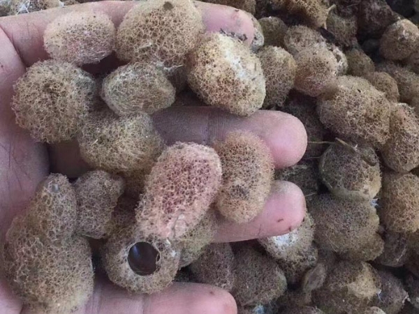 壹号娱乐APP卵茧