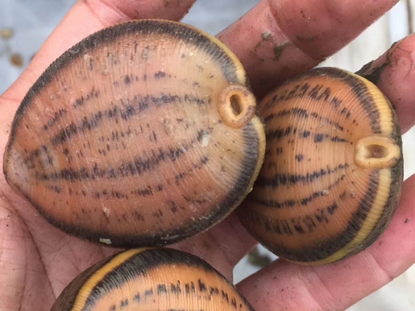 壹号娱乐APP小苗