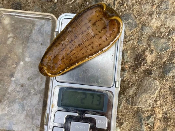 壹号娱乐APP小苗