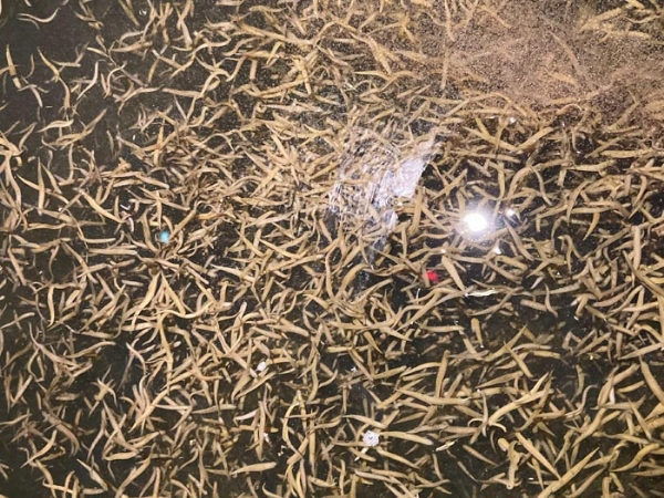 壹号娱乐APP小苗