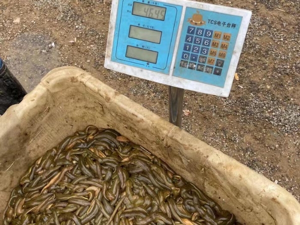 壹号娱乐APP小苗