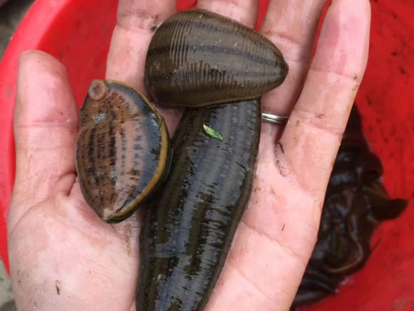 壹号娱乐APP成苗