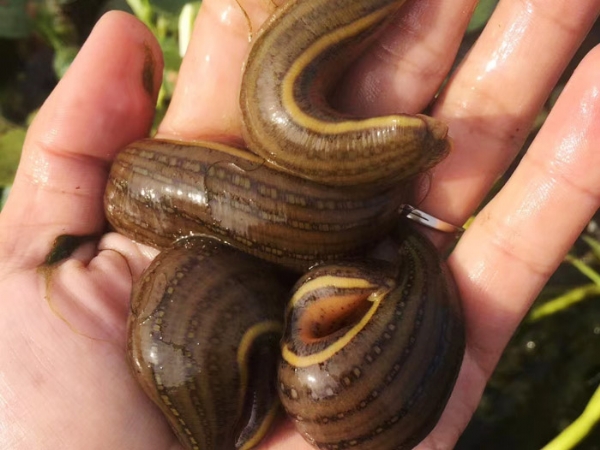 壹号娱乐APP成苗