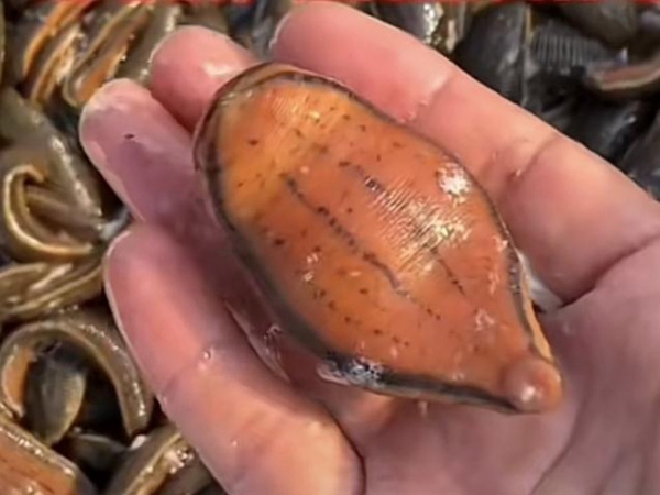 壹号娱乐APP成苗