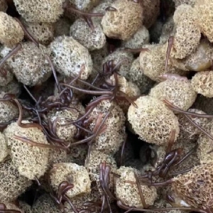 壹号娱乐APP卵茧