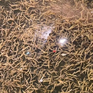 壹号娱乐APP卵茧