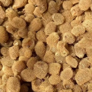 壹号娱乐APP卵茧