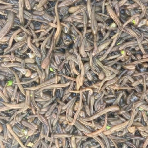 壹号娱乐APP卵茧