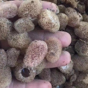 壹号娱乐APP卵茧