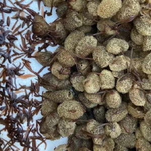 壹号娱乐APP卵茧