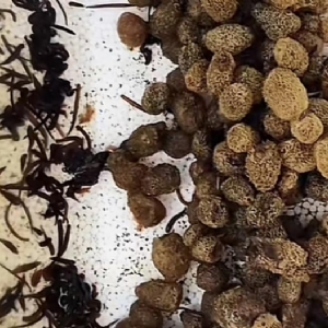 壹号娱乐APP卵茧