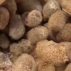 壹号娱乐APP卵茧