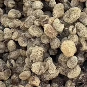 壹号娱乐APP卵茧