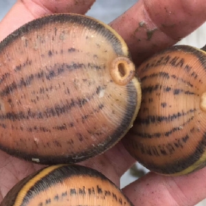 壹号娱乐APP小苗