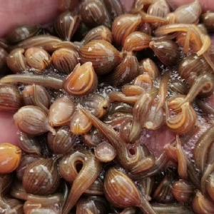 壹号娱乐APP小苗