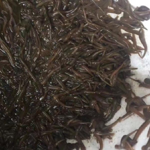 壹号娱乐APP小苗