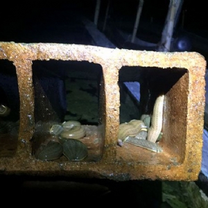 壹号娱乐APP小苗