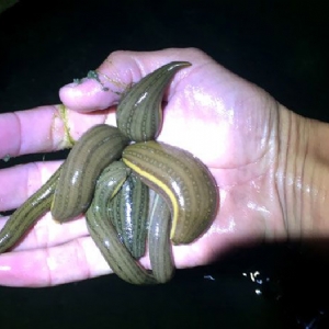 壹号娱乐APP小苗