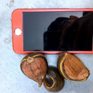 壹号娱乐APP小苗