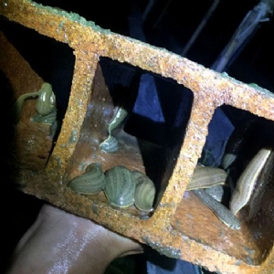 壹号娱乐APP小苗