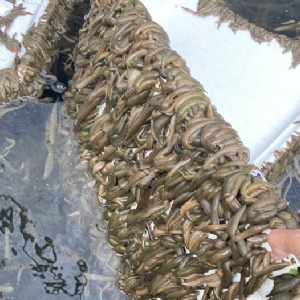 壹号娱乐APP成苗