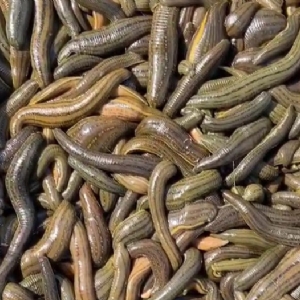 壹号娱乐APP成苗