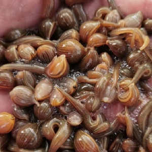 壹号娱乐APP成苗