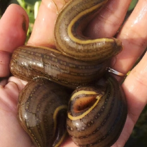 壹号娱乐APP成苗