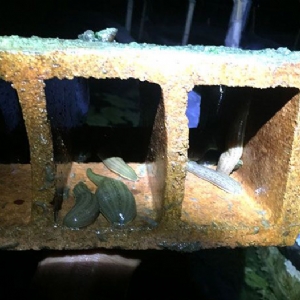 壹号娱乐APP成苗