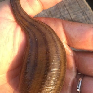 壹号娱乐APP成苗